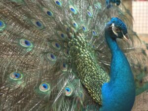 essay on peacock in hindi